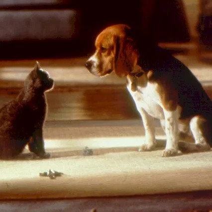 Miniature photo du film : Comme chiens et chats