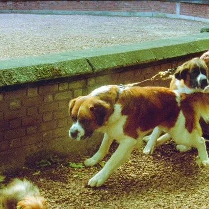 Miniature photo du film : L'enfant du pays