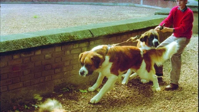 Photo du film : L'enfant du pays