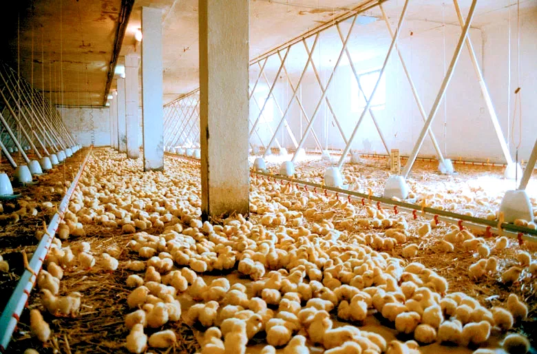 Photo 5 du film : Le marché de la faim