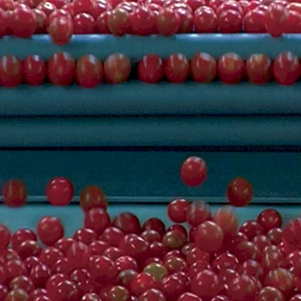 Miniature photo du film : Le marché de la faim