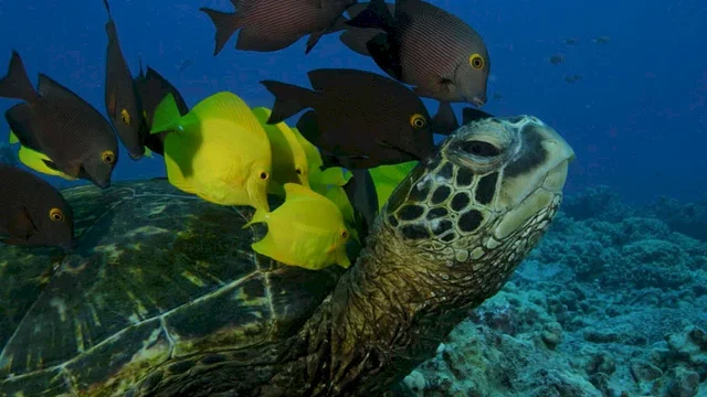 Photo 3 du film : Deep sea