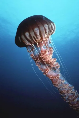 Photo 4 du film : Deep sea
