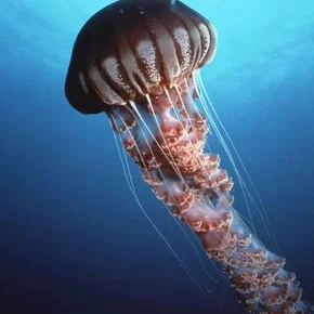 Photo du film : Deep sea