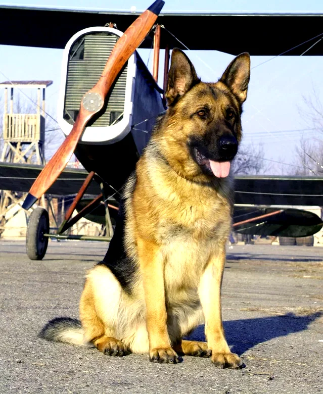 Photo 5 du film : Rintintin