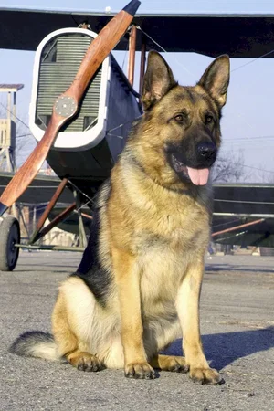 Photo du film : Rintintin