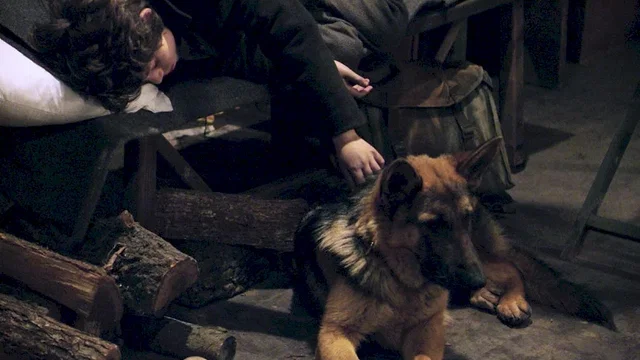 Photo du film : Rintintin