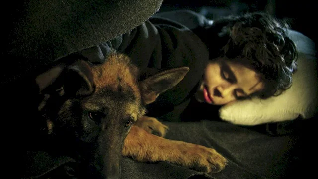 Photo du film : Rintintin