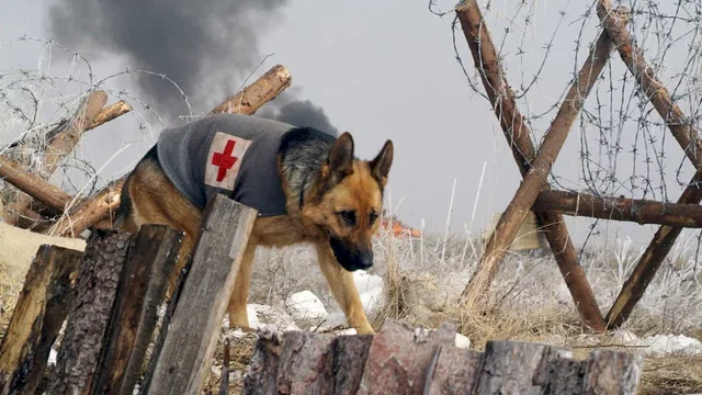 Photo du film : Rintintin