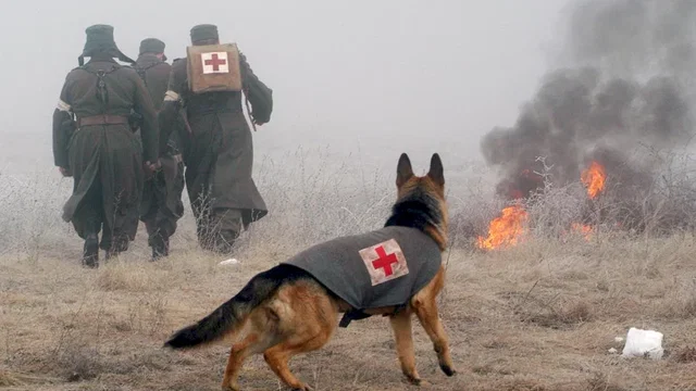 Photo du film : Rintintin