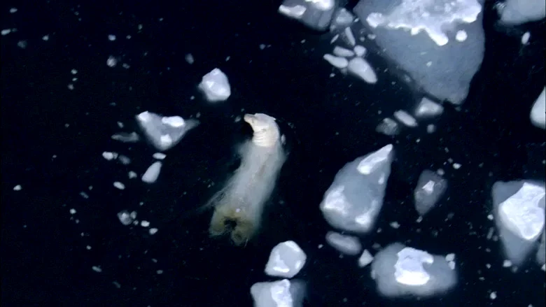 Photo 10 du film : Un jour sur terre