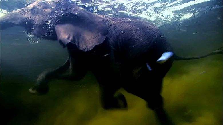 Photo 12 du film : Un jour sur terre