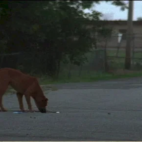 Photo du film : Shotgun stories