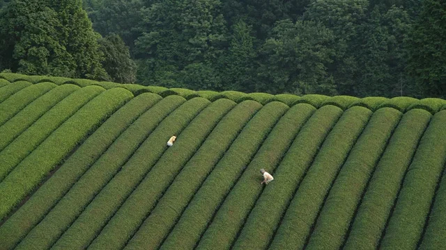 Photo du film : La forêt de mogari