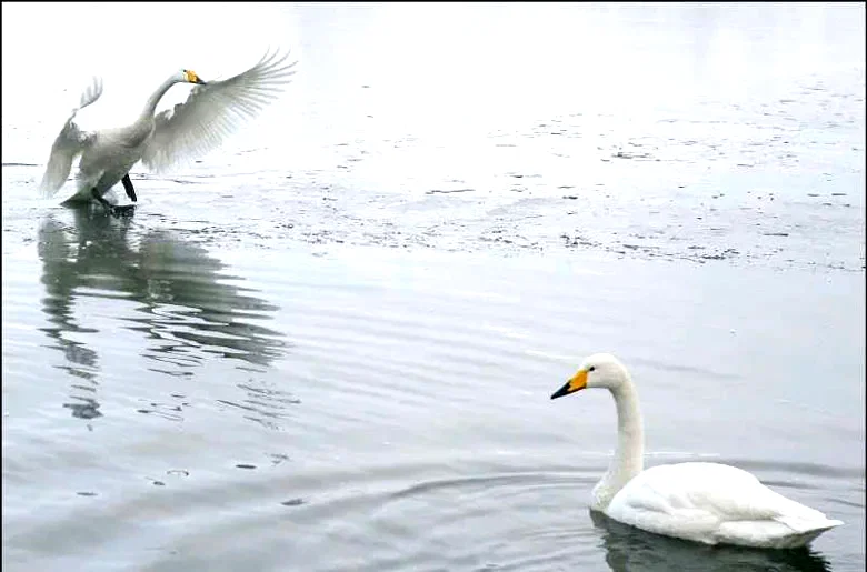 Photo du film : Les animaux amoureux
