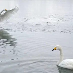 Photo du film : Les animaux amoureux