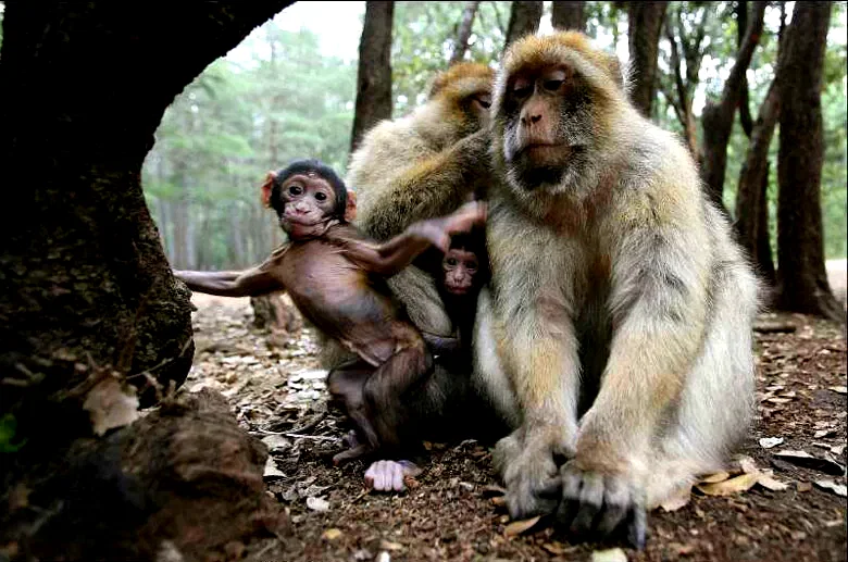 Photo du film : Les animaux amoureux