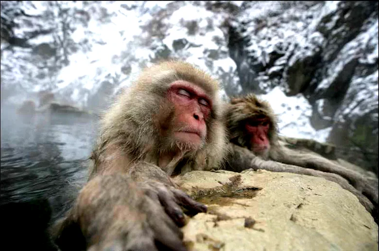 Photo du film : Les animaux amoureux