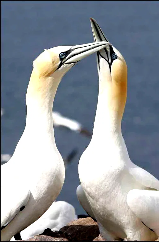 Photo du film : Les animaux amoureux