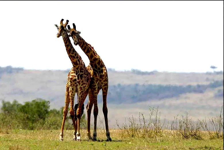 Photo du film : Les animaux amoureux
