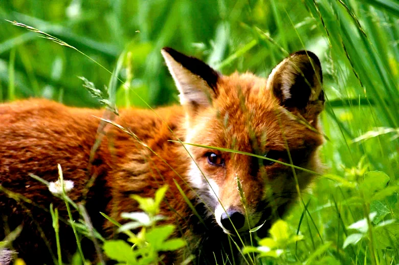 Photo 4 du film : Le Renard et l'enfant