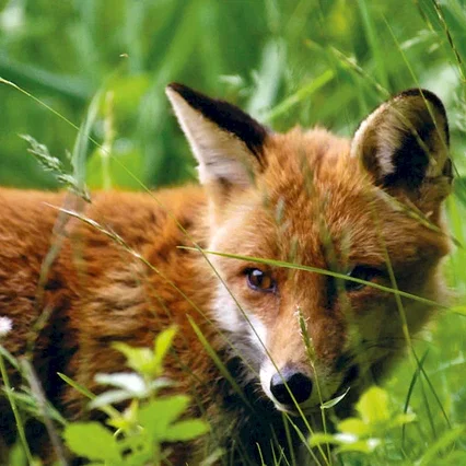 Miniature photo du film : Le Renard et l'enfant