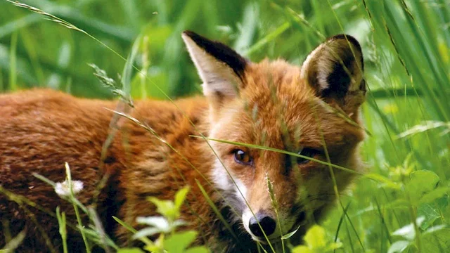 Photo 4 du film : Le Renard et l'enfant