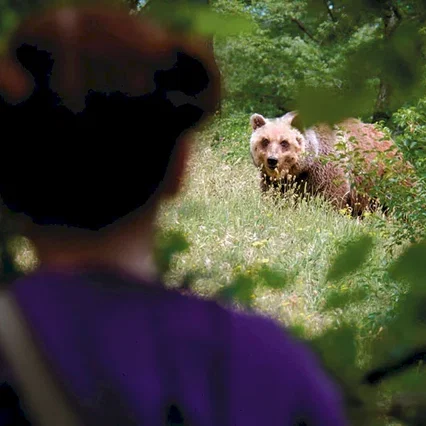 Miniature photo du film : Le Renard et l'enfant