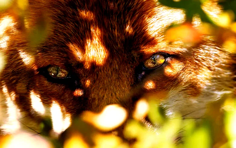 Photo 10 du film : Le Renard et l'enfant