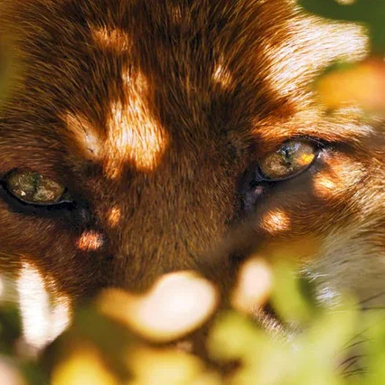Miniature photo du film : Le Renard et l'enfant