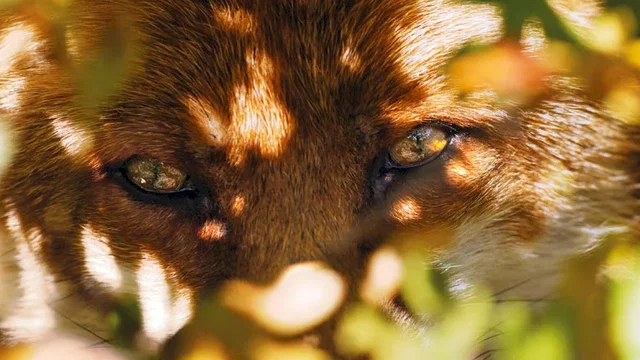 Photo 10 du film : Le Renard et l'enfant