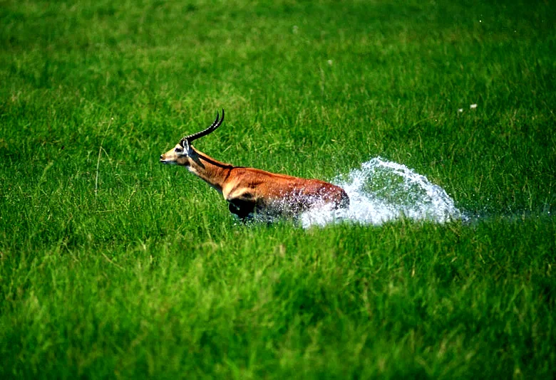 Photo du film : Okavango 3d