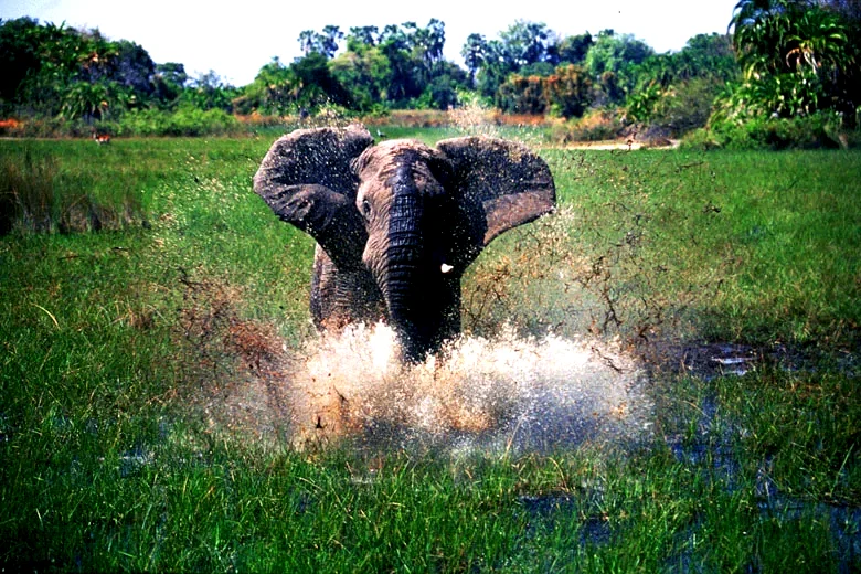 Photo du film : Okavango 3d
