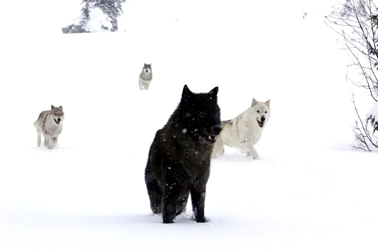 Photo du film : La jeune fille et les loups
