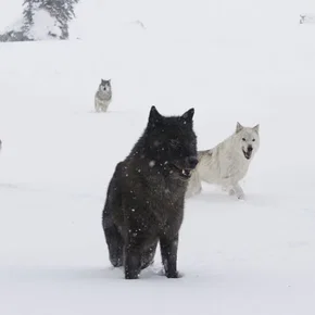 Photo du film : La jeune fille et les loups