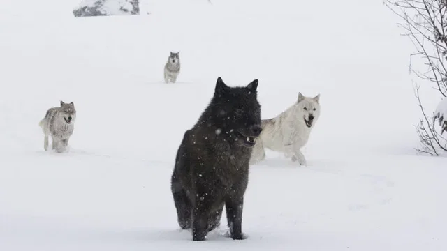 Photo 2 du film : La jeune fille et les loups