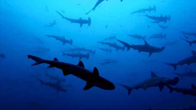 Photo du film : Les seigneurs de la mer