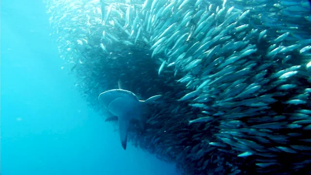 Photo du film : Les seigneurs de la mer