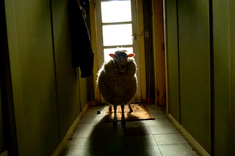 Photo 2 du film : Black sheep