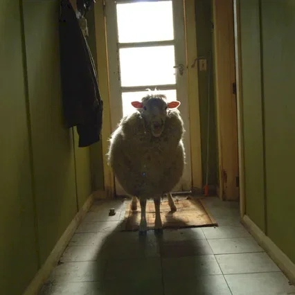 Miniature photo du film : Black sheep