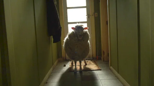 Photo du film : Black sheep