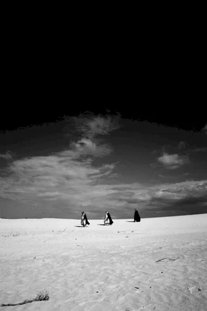 Photo 8 du film : Le Chant des oiseaux