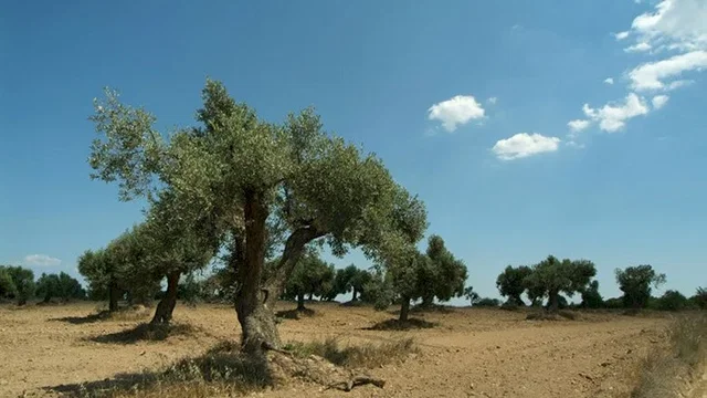 Photo du film : Jours d'aout