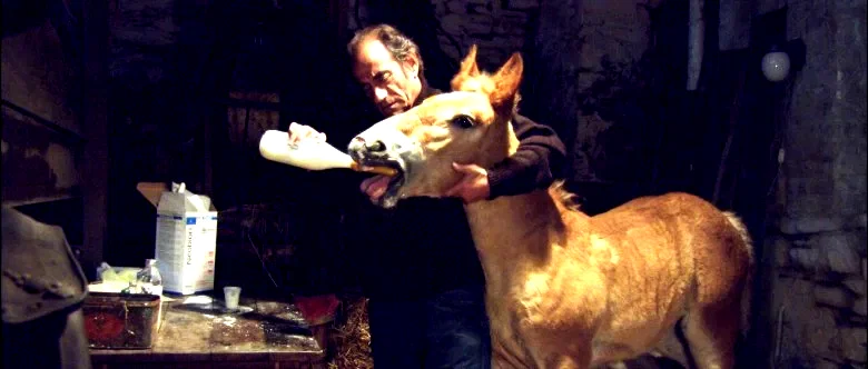 Photo 2 du film : Pom le poulain