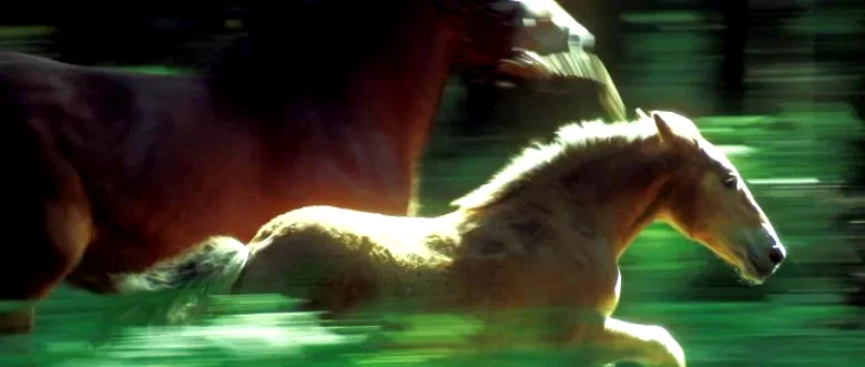 Photo 5 du film : Pom le poulain