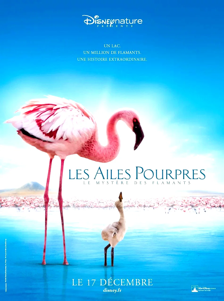 Affiche du film : Les Ailes pourpres : Le mystère des flamants