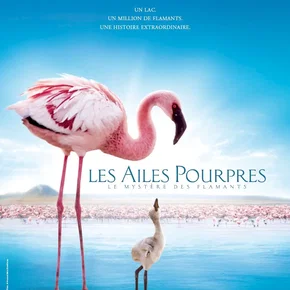 Photo du film : Les Ailes pourpres : Le mystère des flamants