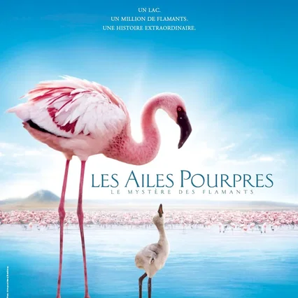 Miniature photo du film : Les Ailes pourpres : Le mystère des flamants