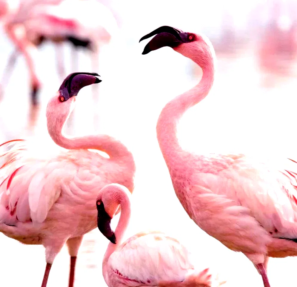 Photo du film : Les Ailes pourpres : Le mystère des flamants