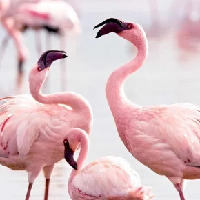 Photo du film : Les Ailes pourpres : Le mystère des flamants